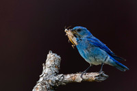 Mountain Bluebird