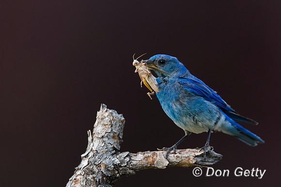 Mountain Bluebird