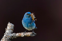 Mountain Bluebird