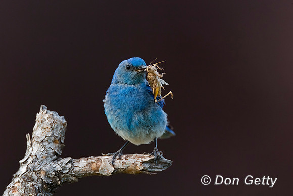 Mountain Bluebird