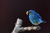 Mountain Bluebird