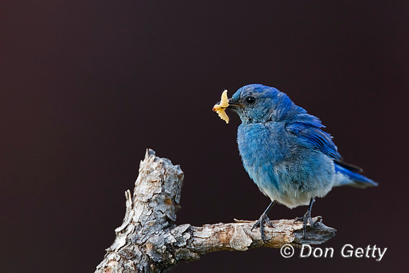Mountain Bluebird