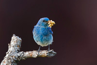 Mountain Bluebird