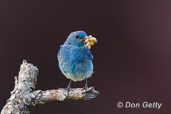 Mountain Bluebird