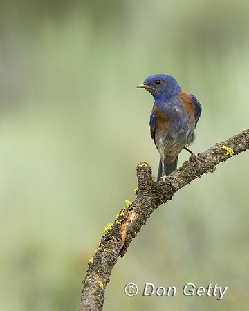 Western Bluebird