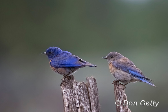 Western Bluebird