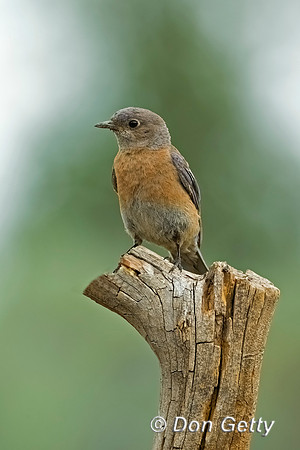 Western Bluebird