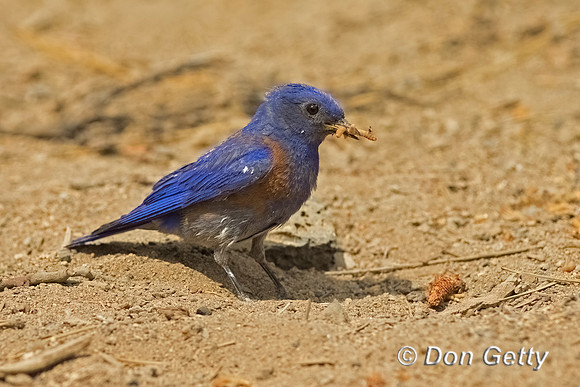 Western Bluebird