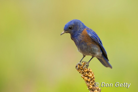 Western Bluebird