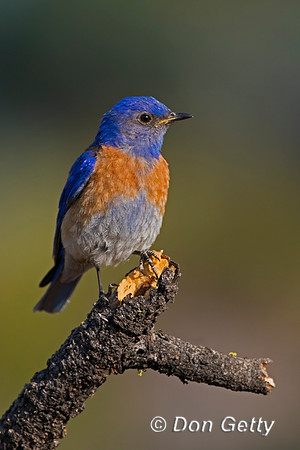 Western Bluebird