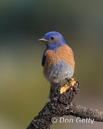 Western Bluebird