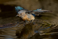 Bluebird, Western