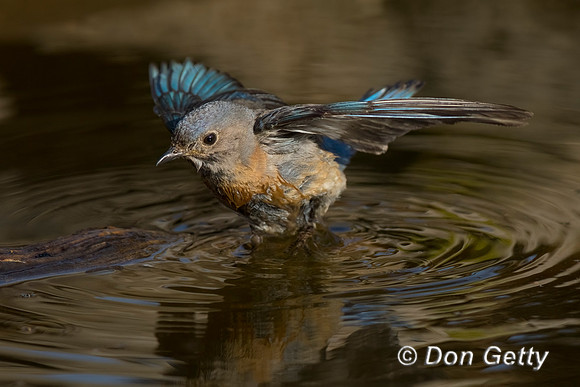 Western Bluebird