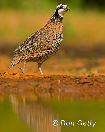 Northern Bobwhite