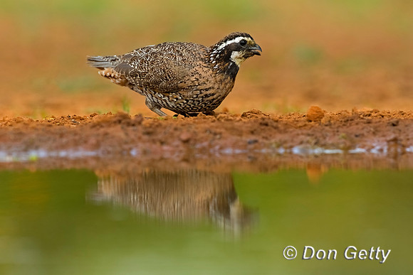 Northern Bobwhite