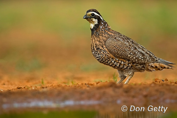 Northern Bobwhite