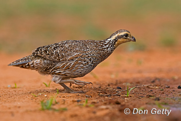 Northern Bobwhite