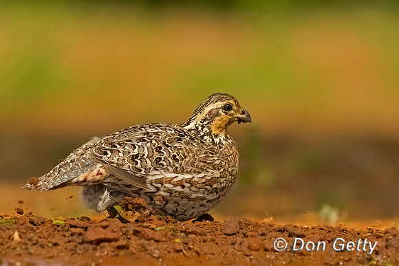 Northern Bobwhite