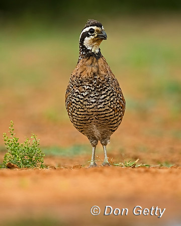 Northern Bobwhite