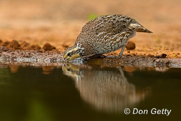 Northern Bobwhite