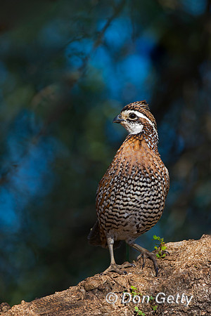 Northern Bobwhite