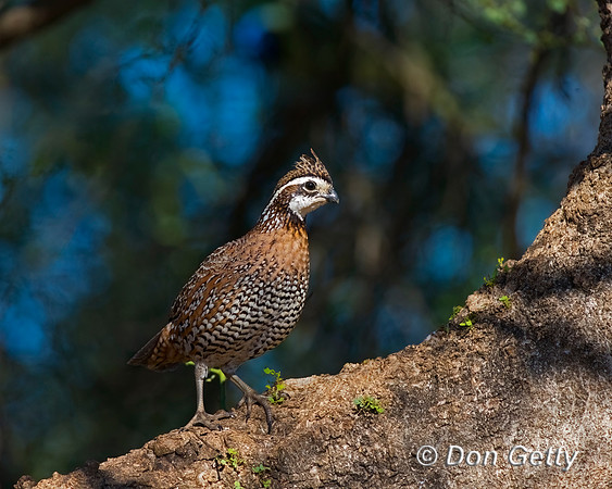 Northern Bobwhite