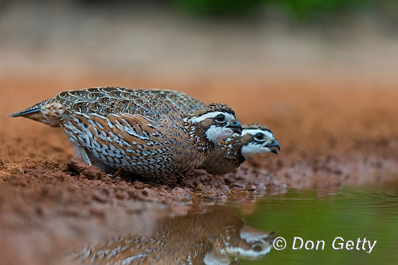 Northern Bobwhite