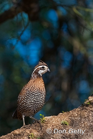 Northern Bobwhite