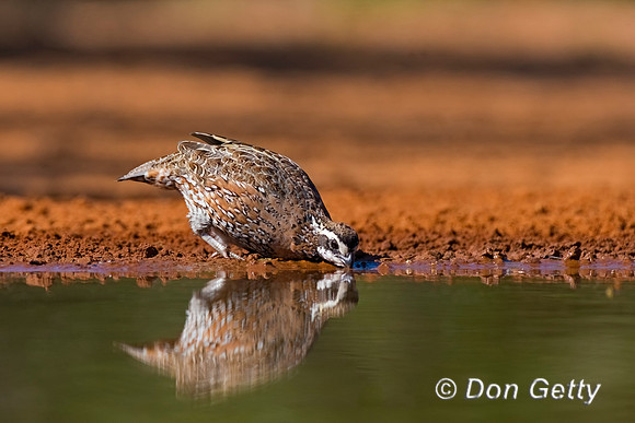 Northern Bobwhite