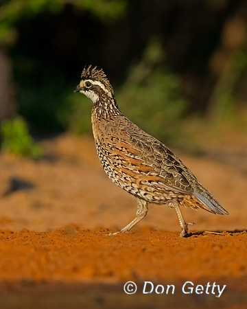 Northern Bobwhite