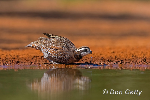 Northern Bobwhite