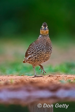 Northern Bobwhite