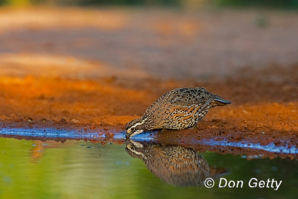 Northern Bobwhite