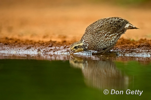 Northern Bobwhite
