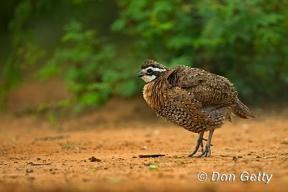 Northern Bobwhite