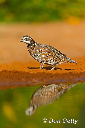 Northern Bobwhite