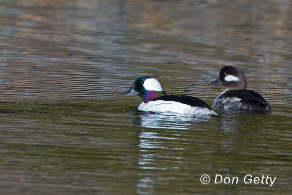 Bufflehead