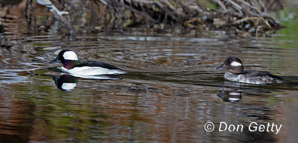 Bufflehead