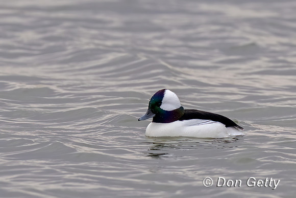 Bufflehead