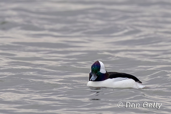 Bufflehead