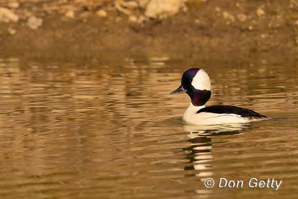 Bufflehead