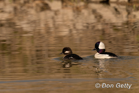Bufflehead