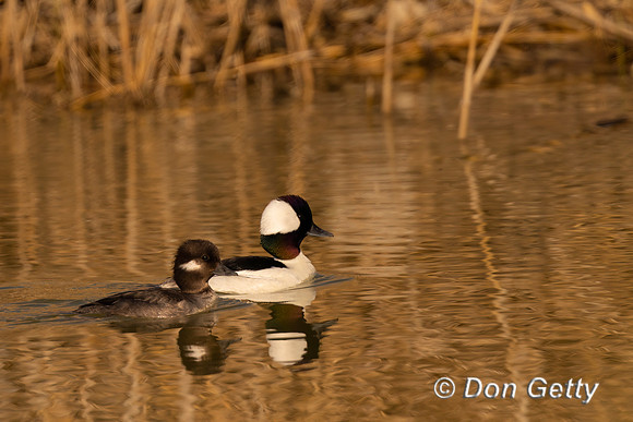 Bufflehead
