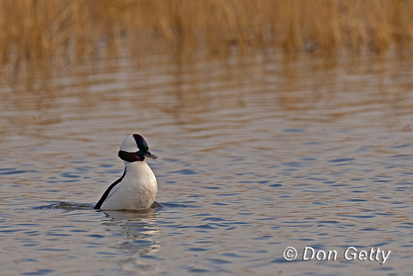 Bufflehead