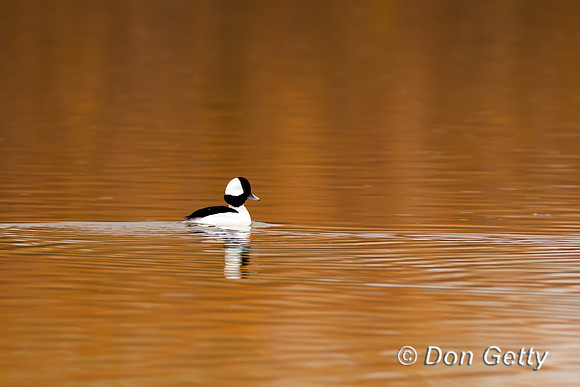 Bufflehead