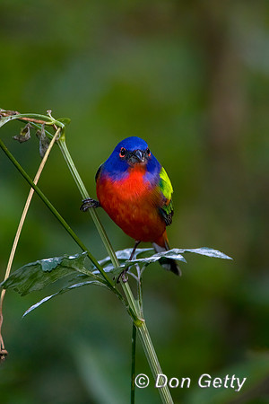 Painted Bunting