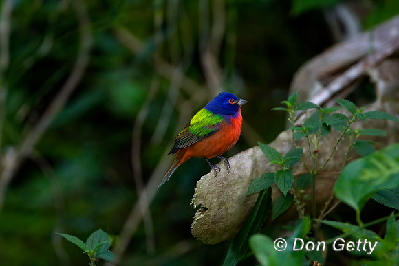 Painted Bunting