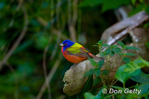 Painted Bunting