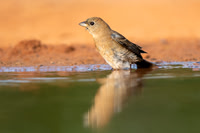 Lazuli Bunting