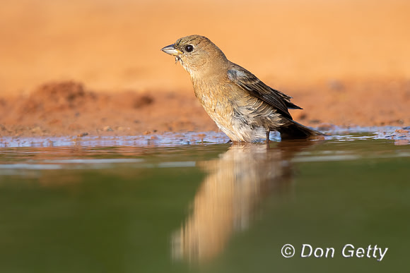 Lazuli Bunting